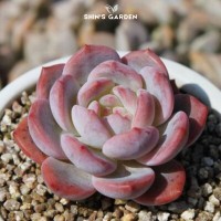 Sen đá - vẻ đẹp mộc mạc cho không gian sống