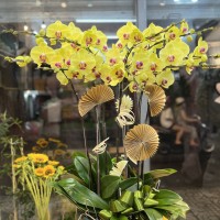 Chậu lan hồ điệp vàng